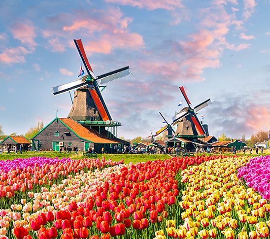 Hollandse molens en tulpen bij de ik hou van holland quiz.